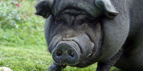 Koliko je teška svinja